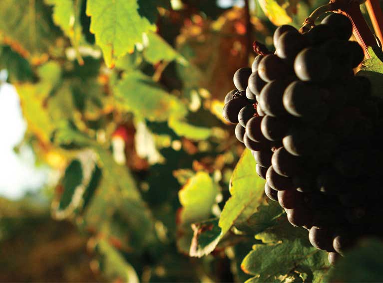 Atibaia – Full Brand Identity And Product Design For Leading Wine Brand