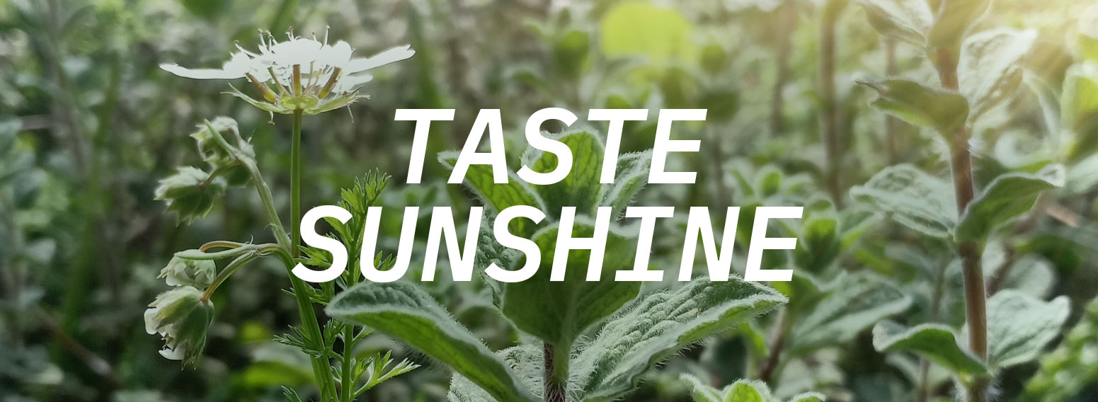 Levanthyme – Brand Strategy, Visual Identity & Social Media For Levantine Kitchen In London
